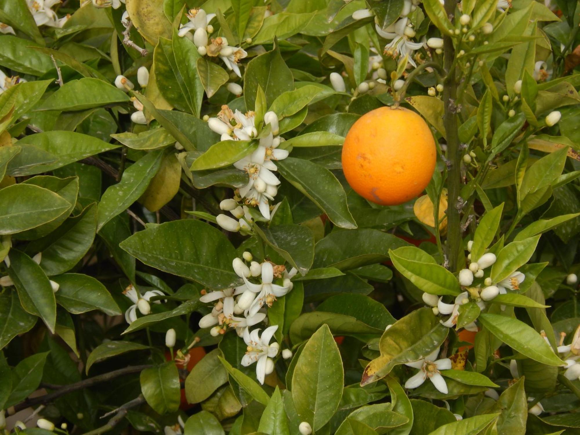 Appartement Nel Giardino Di Nunziatina à Syracuse Extérieur photo