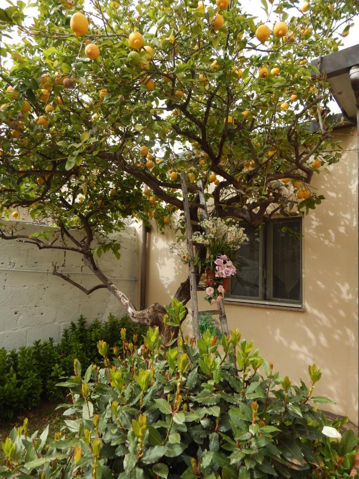 Appartement Nel Giardino Di Nunziatina à Syracuse Extérieur photo